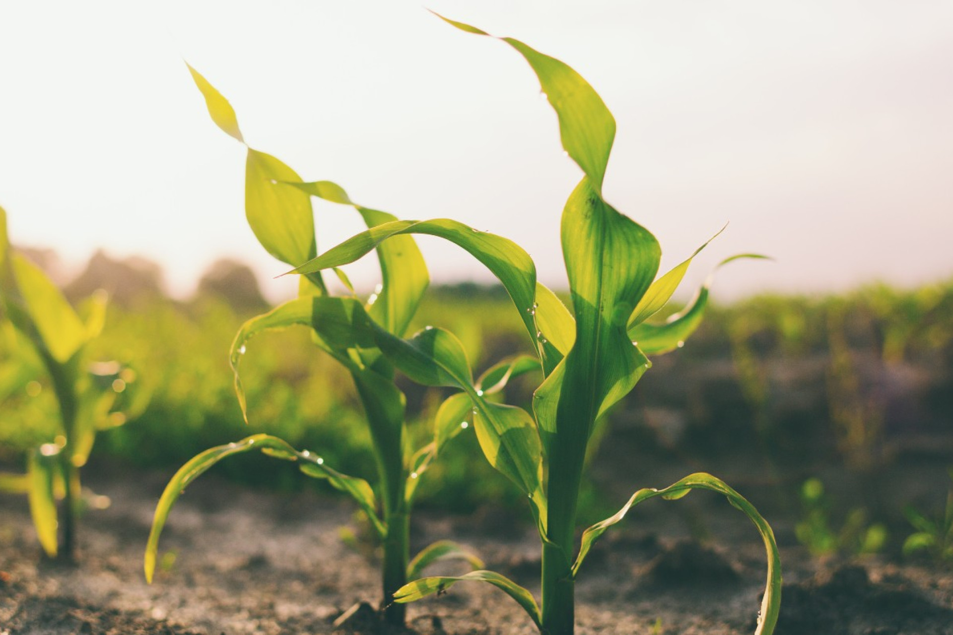 People walking through a bright indoor hallway with glass walls and shops.
